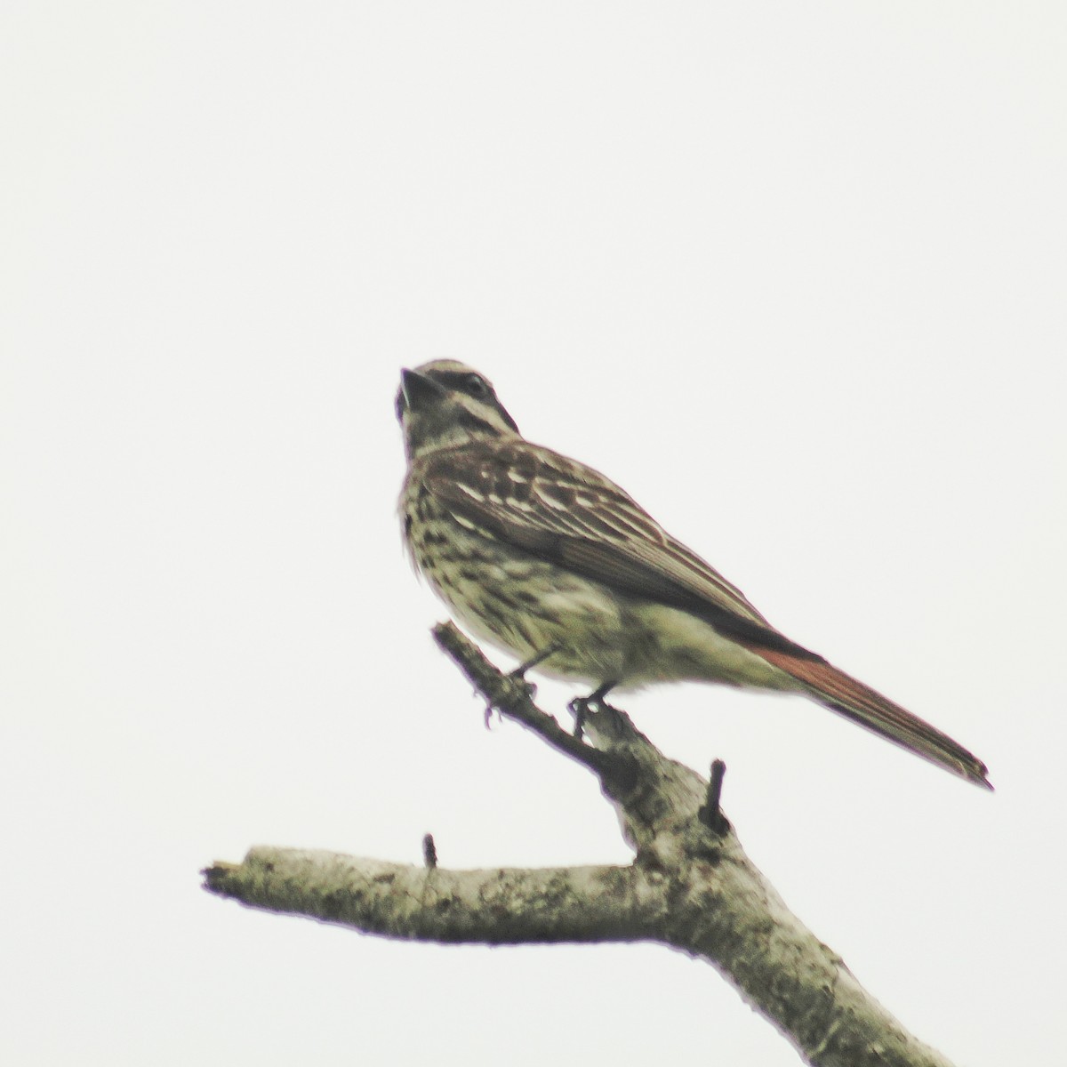 Tyran tacheté - ML646447350