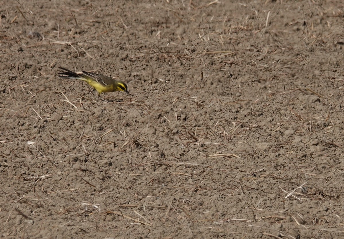 Eastern Yellow Wagtail (Green-headed) - ML646447352