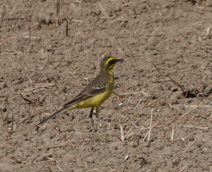 Eastern Yellow Wagtail (Green-headed) - ML646447353