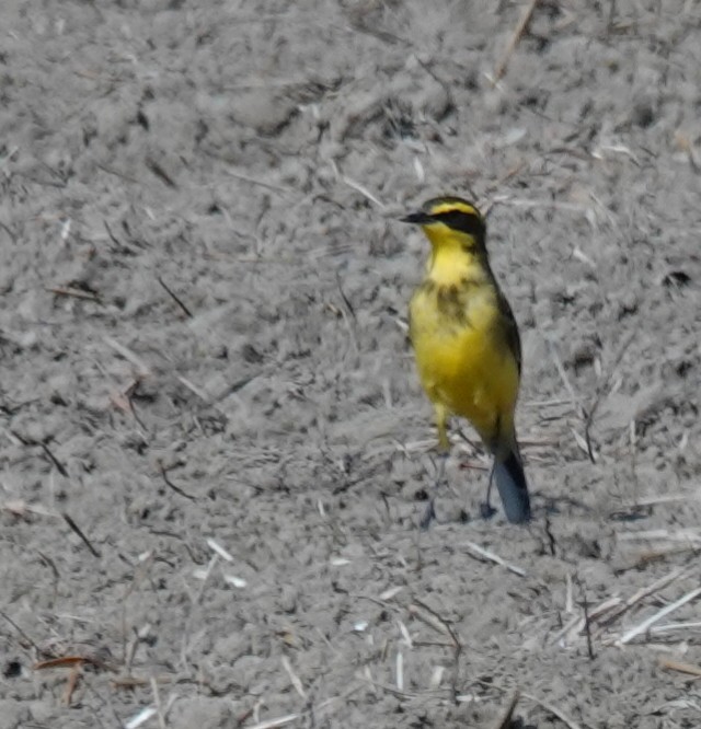 Eastern Yellow Wagtail (Green-headed) - ML646447354