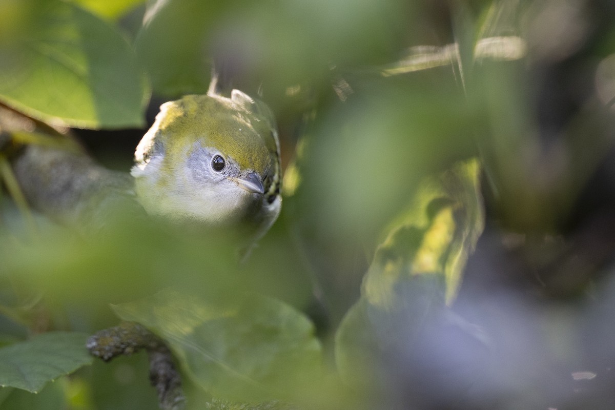 Chestnut-sided Warbler - ML646447355
