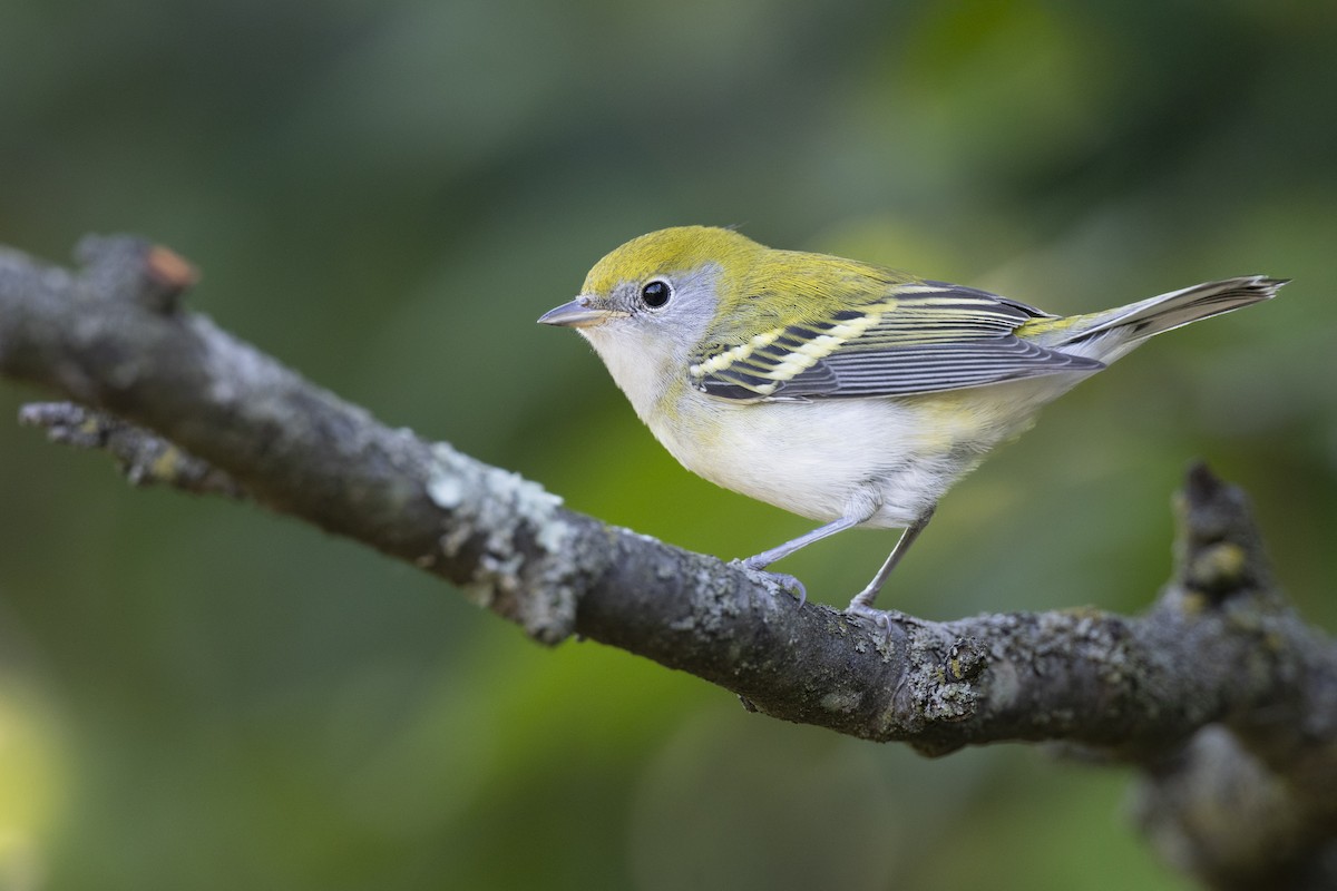 Chestnut-sided Warbler - ML646447356