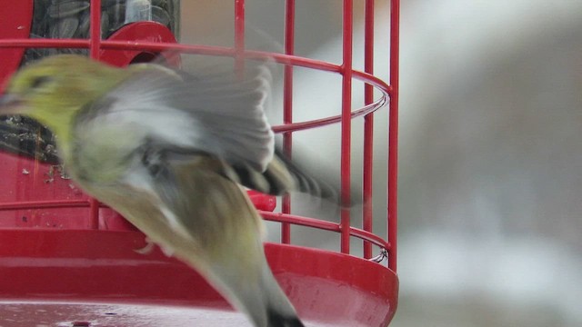 American Goldfinch - ML646447358