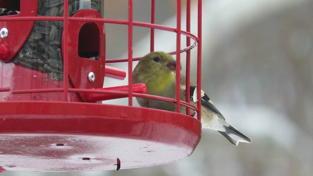 Чиж золотий - ML646447360