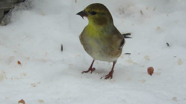 Чиж золотий - ML646447361