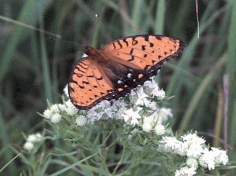 Regal Fritillary - ML646447362