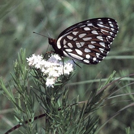 Regal Fritillary - ML646447363