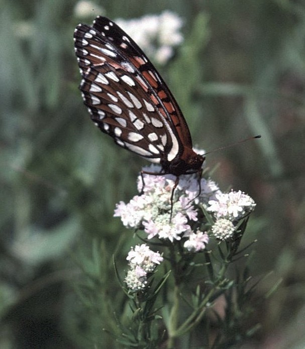 Regal Fritillary - ML646447364