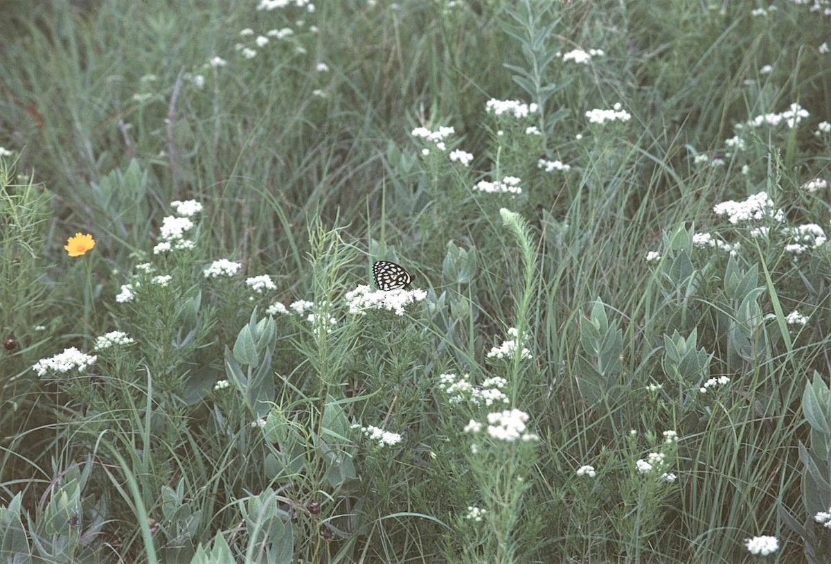 Regal Fritillary - ML646447365