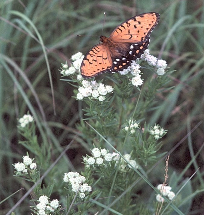 Regal Fritillary - ML646447366