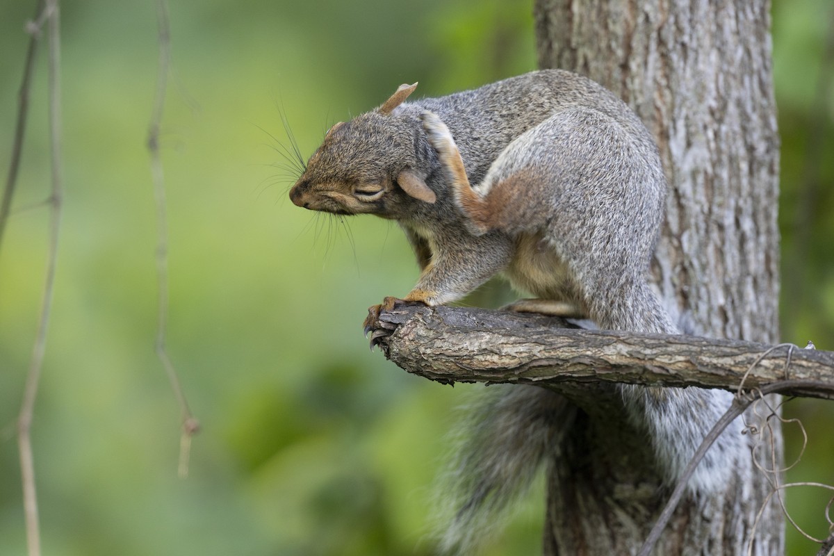 Eastern Gray Squirrel - ML646447368