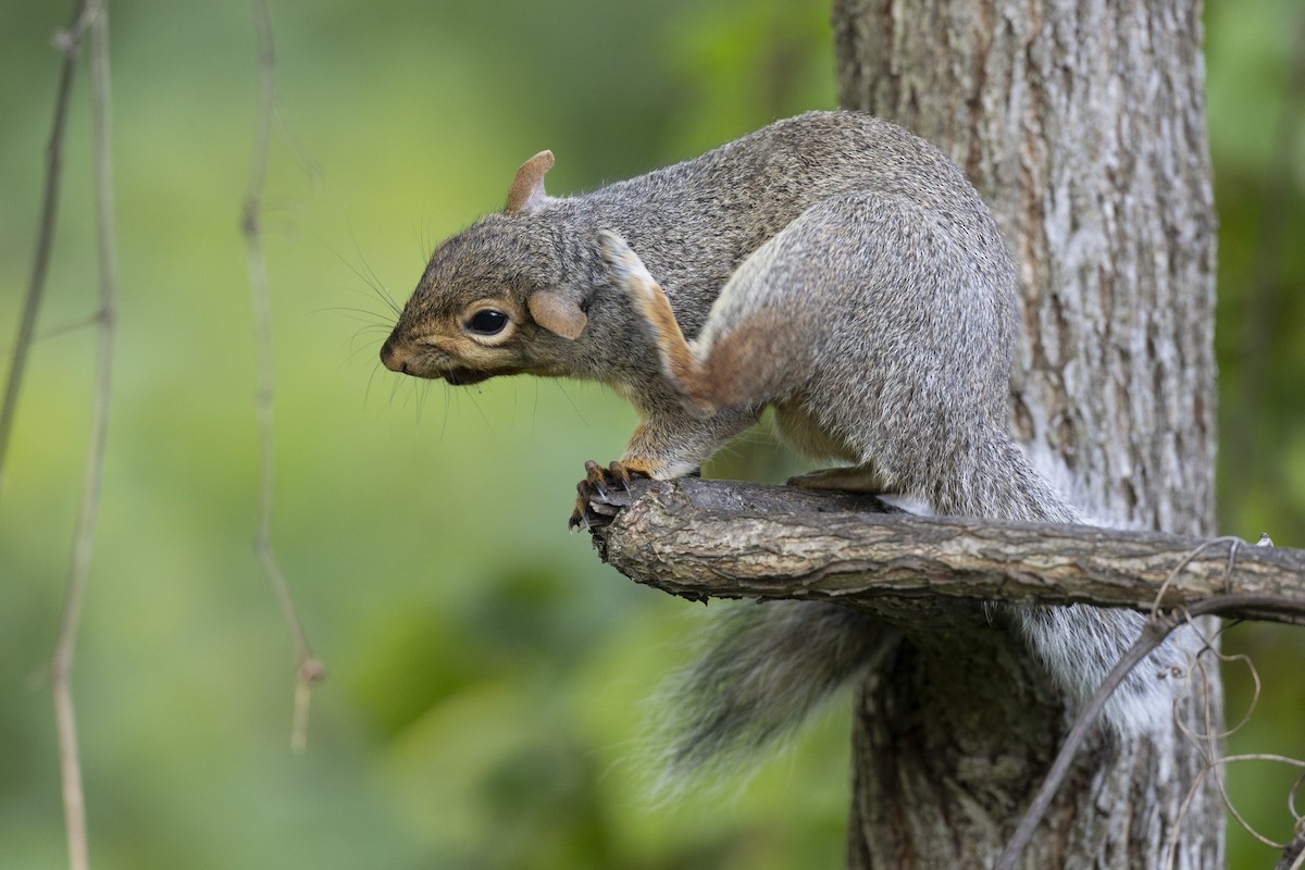 Eastern Gray Squirrel - ML646447369