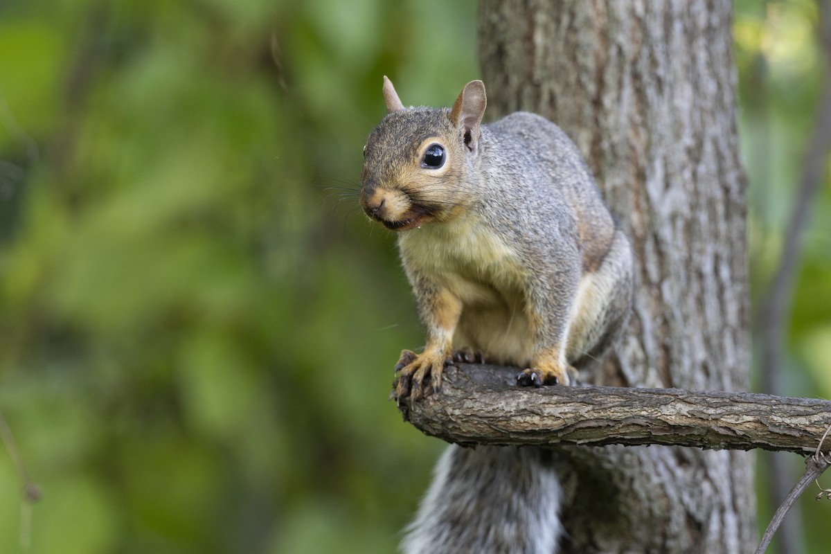Eastern Gray Squirrel - ML646447370