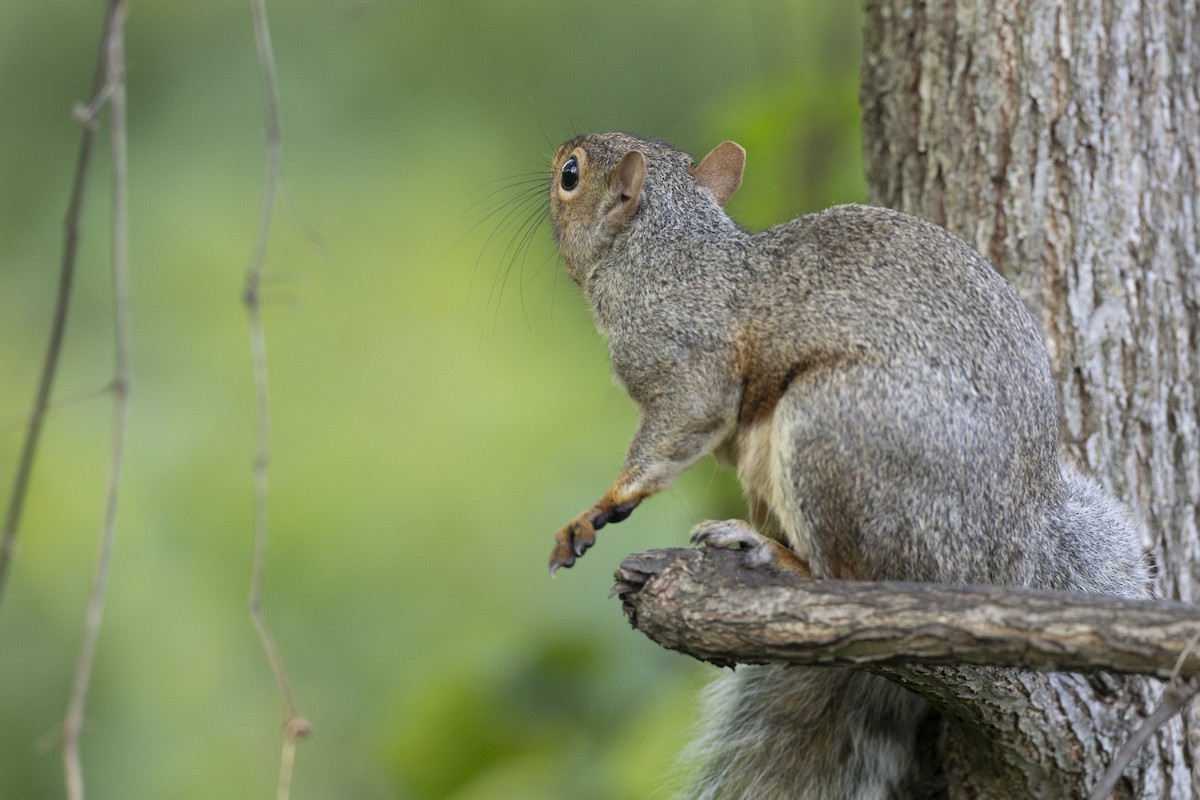 Eastern Gray Squirrel - ML646447371