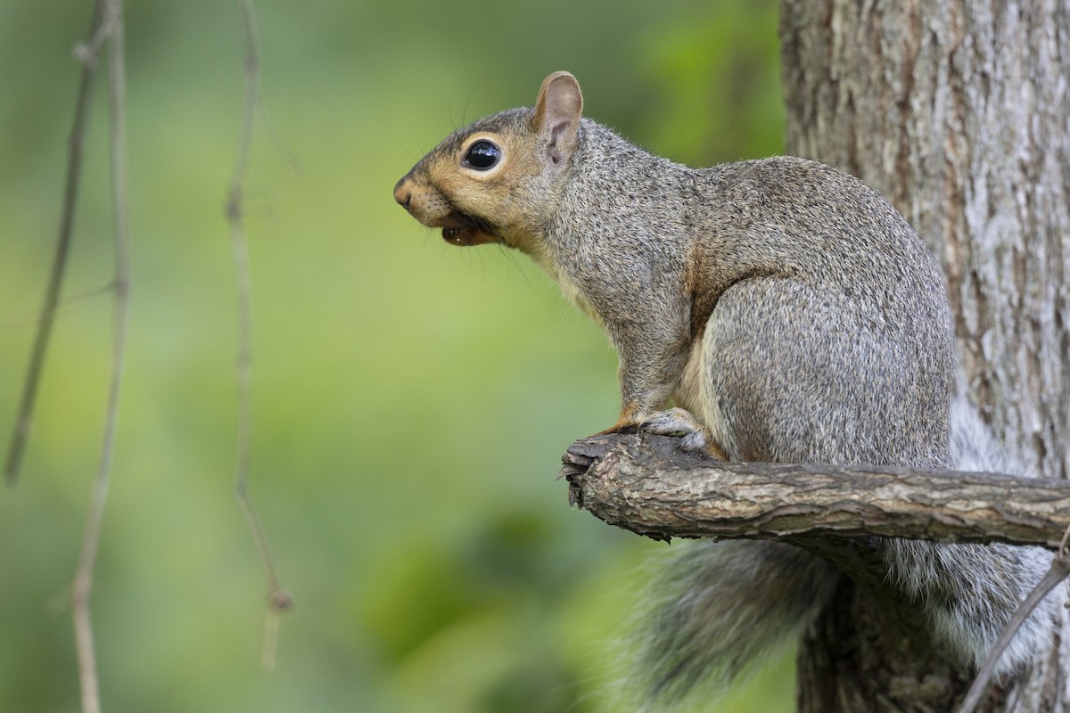 Mammals - ML646447372