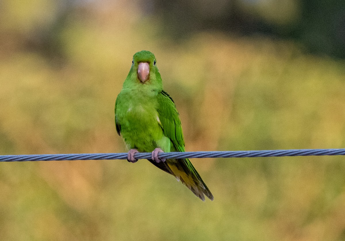 amazonparakitt - ML646447374