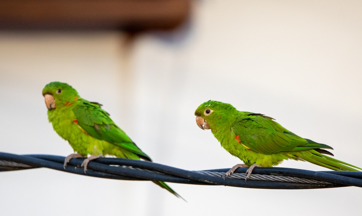 amazonparakitt - ML646447375