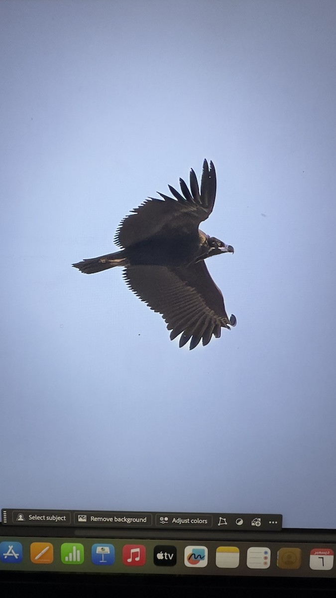 sup hnědý - ML646447377