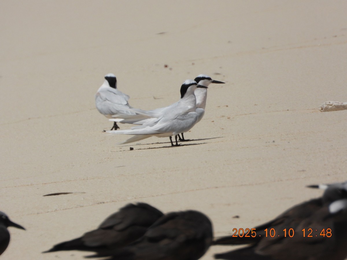 svartnakketerne - ML646447386