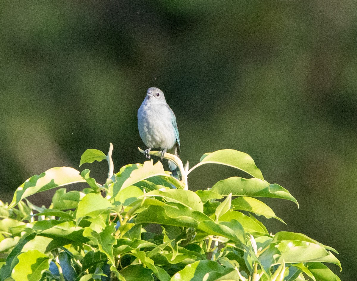 sayacatanagar - ML646447390