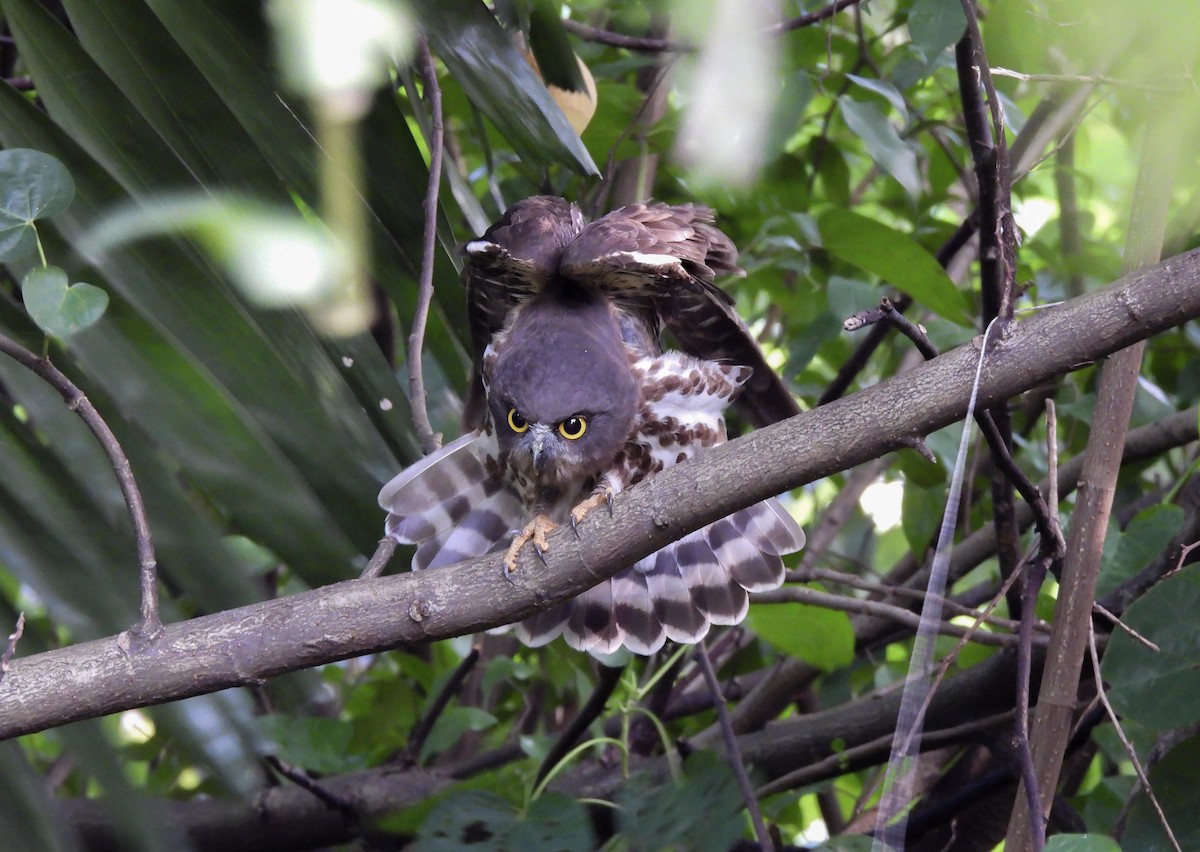 falkugle - ML646447392