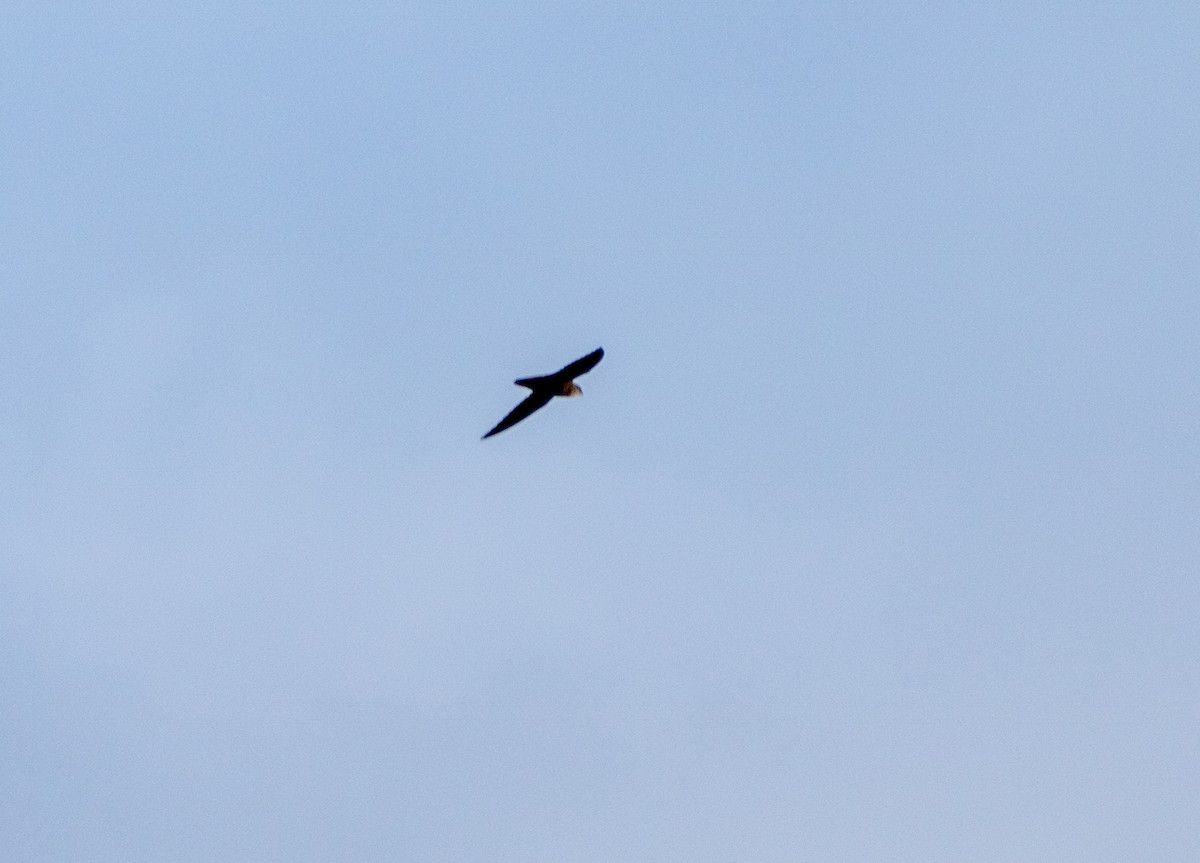 askeseiler - ML646447393