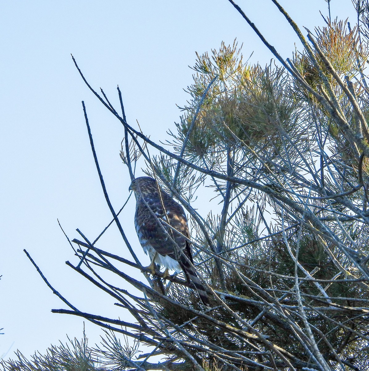 trostehauk - ML646447398