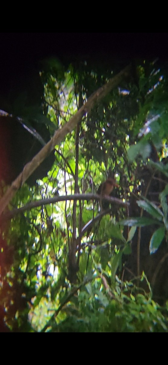 Ruddy Kingfisher - ML646447399