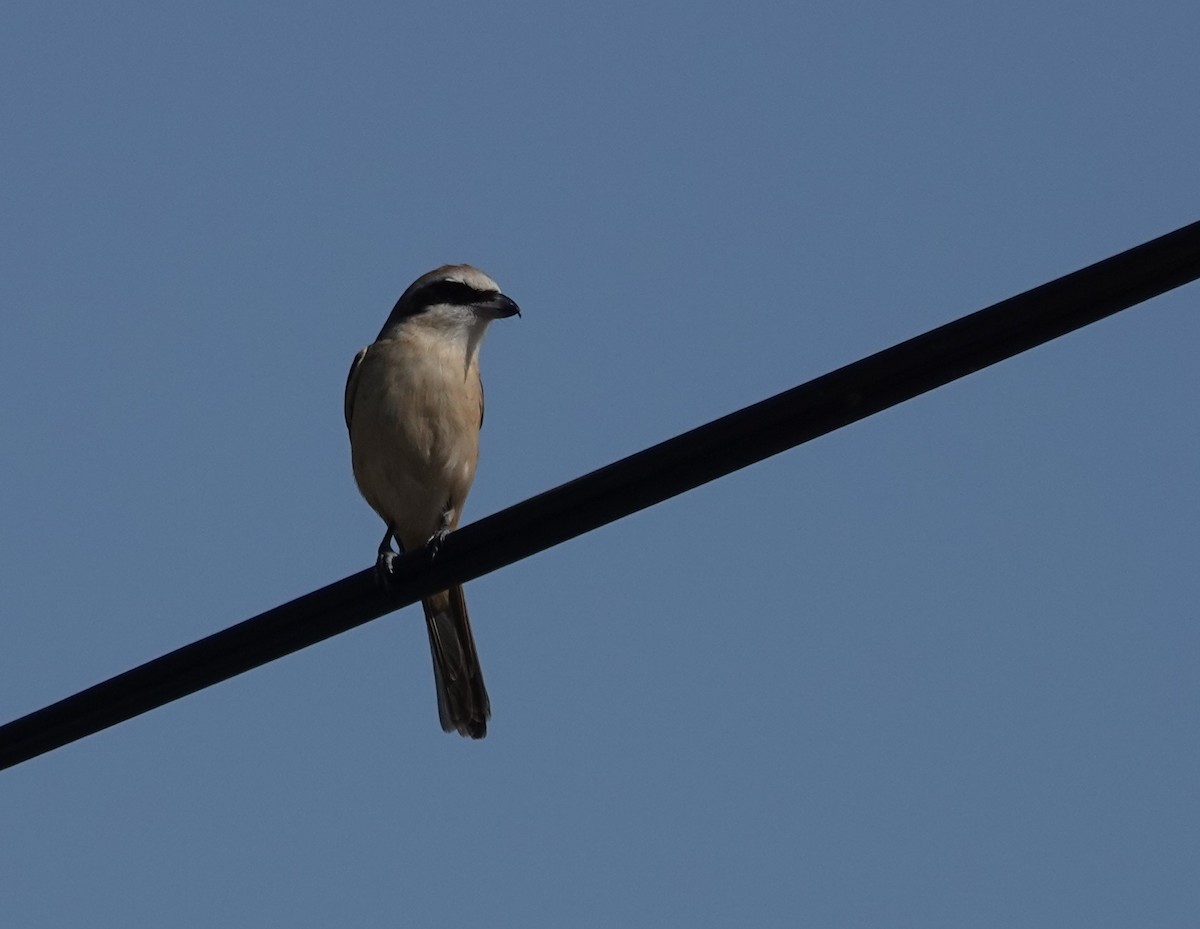 brunvarsler (cristatus/confusus) - ML646447400