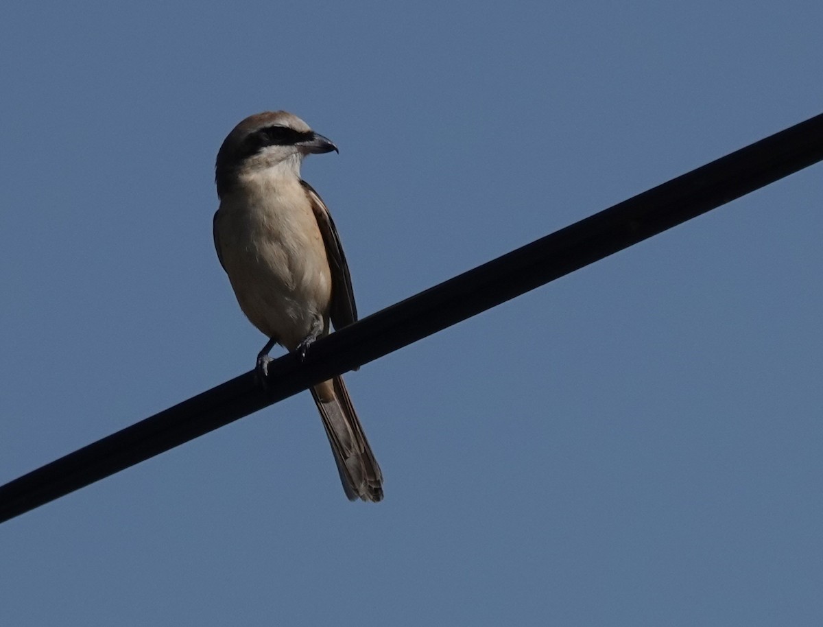 brunvarsler (cristatus/confusus) - ML646447401