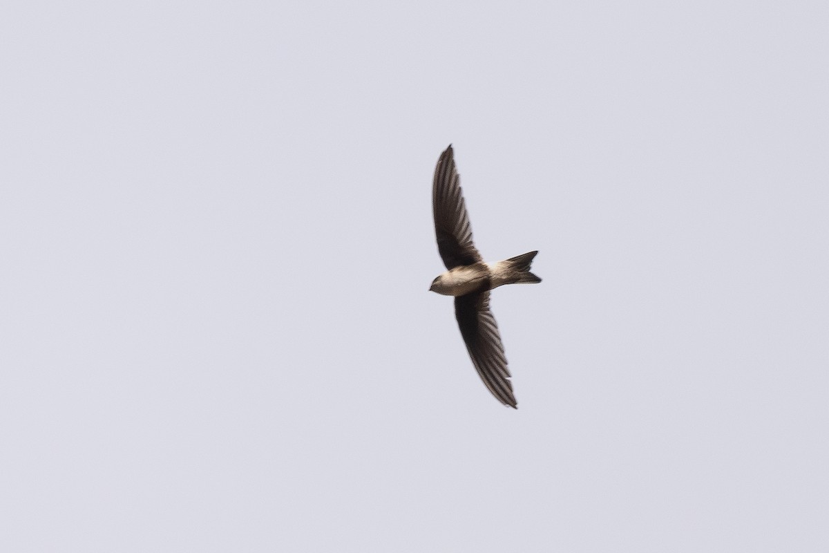 andesseiler - ML646447402