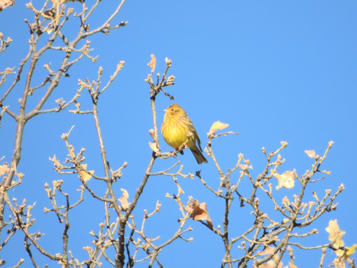 gulspurv - ML646447403