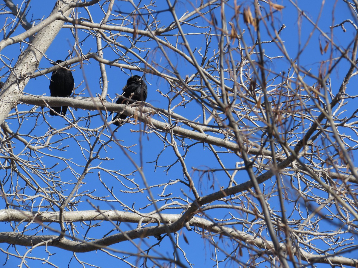 amerikakråke - ML646447404