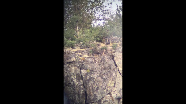 Сапсан - ML646447405