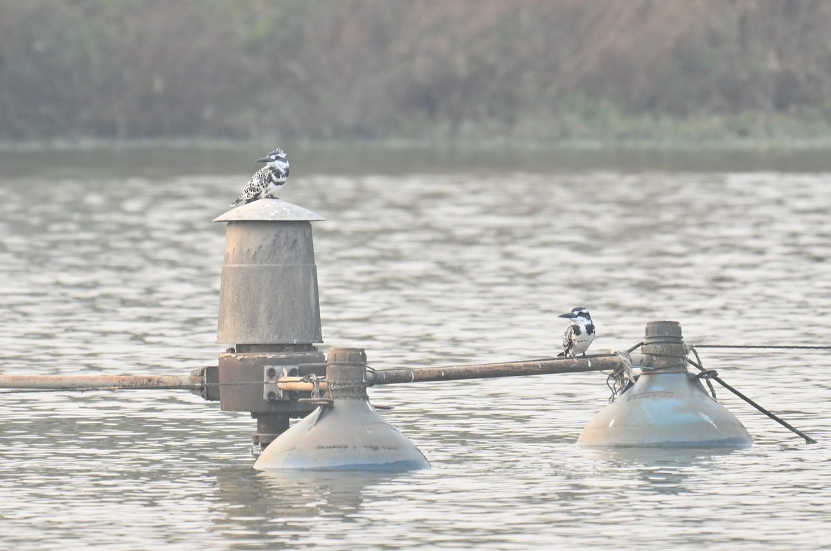 terneisfugl - ML646447406