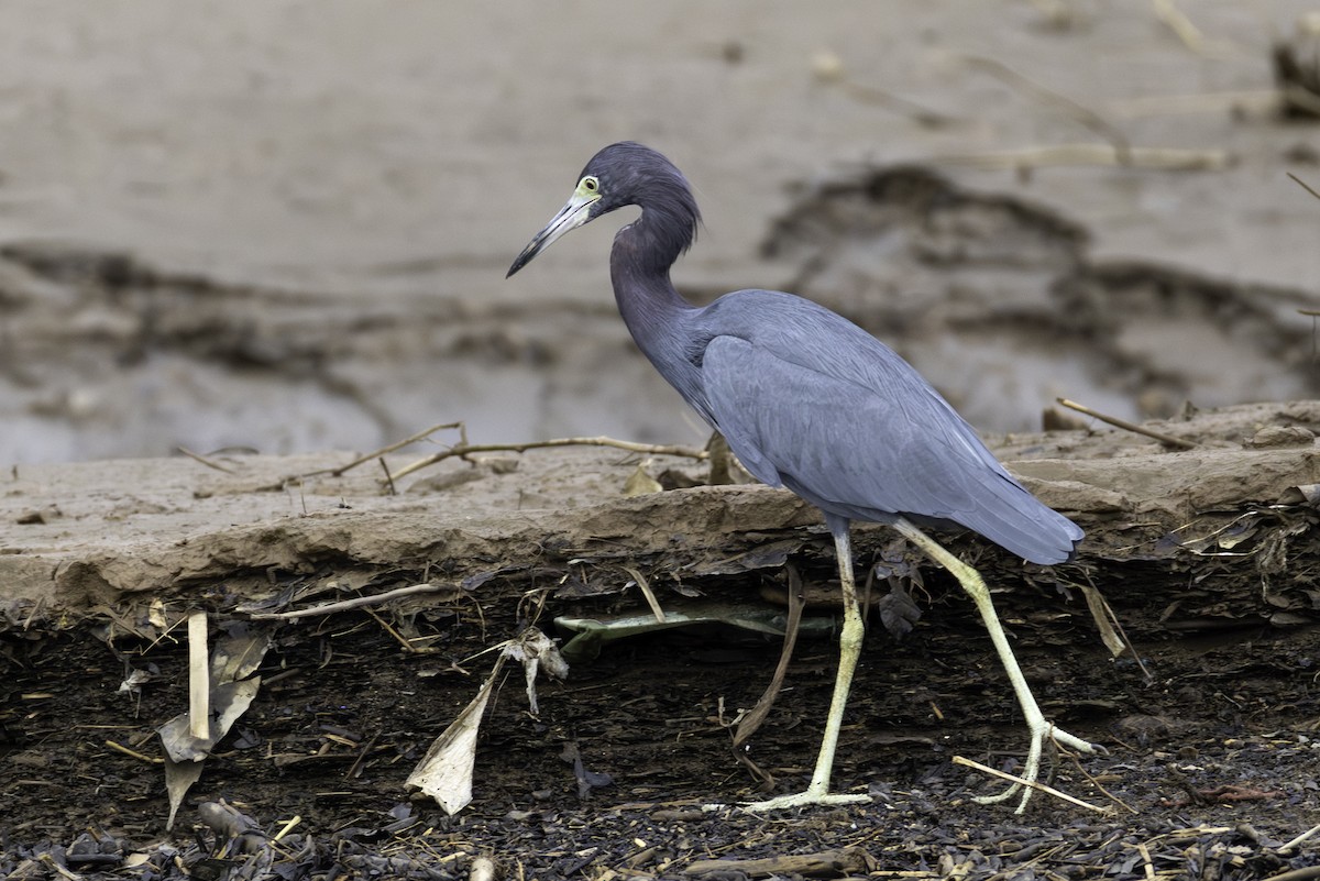 blåhegre - ML646447407