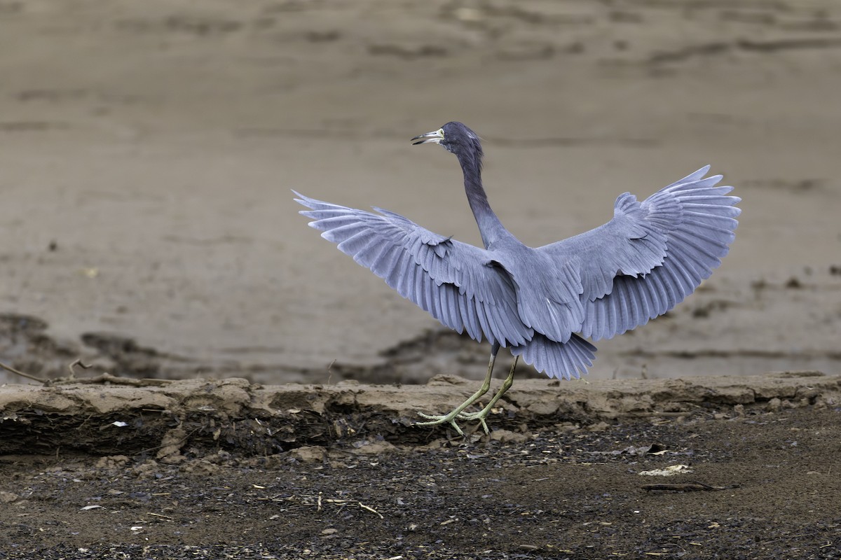 blåhegre - ML646447408