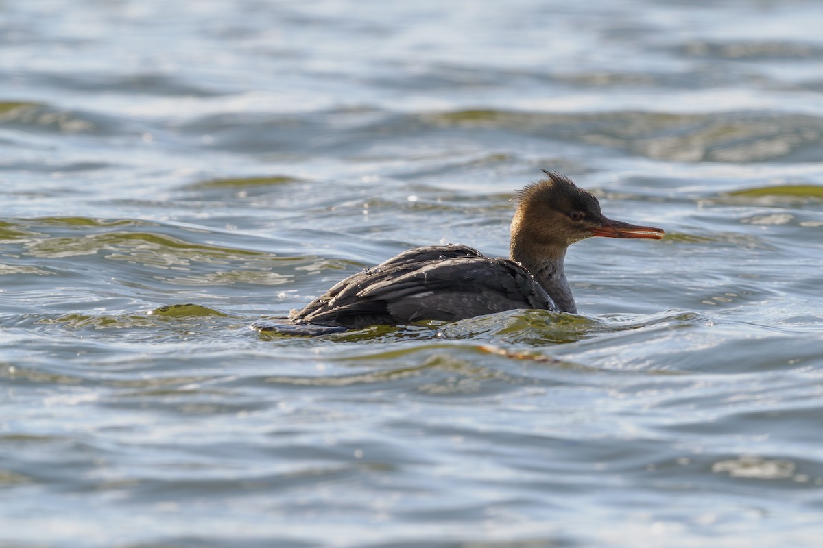 siland - ML646447409