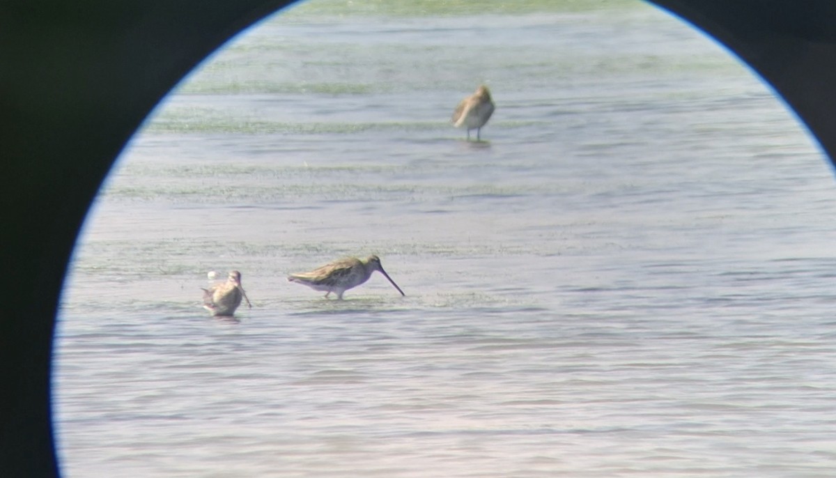 asiabekkasinsnipe - ML646447410