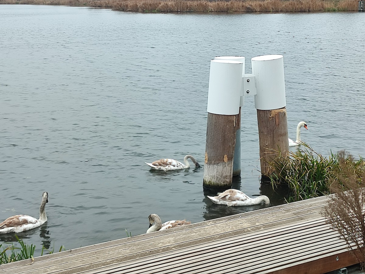 knoppsvane - ML646447412