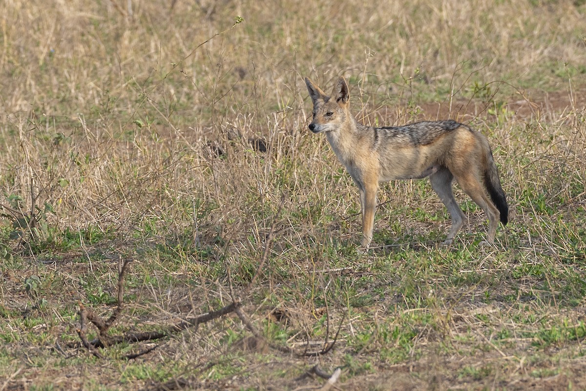 Southern Black-backed Jackal - ML646447413