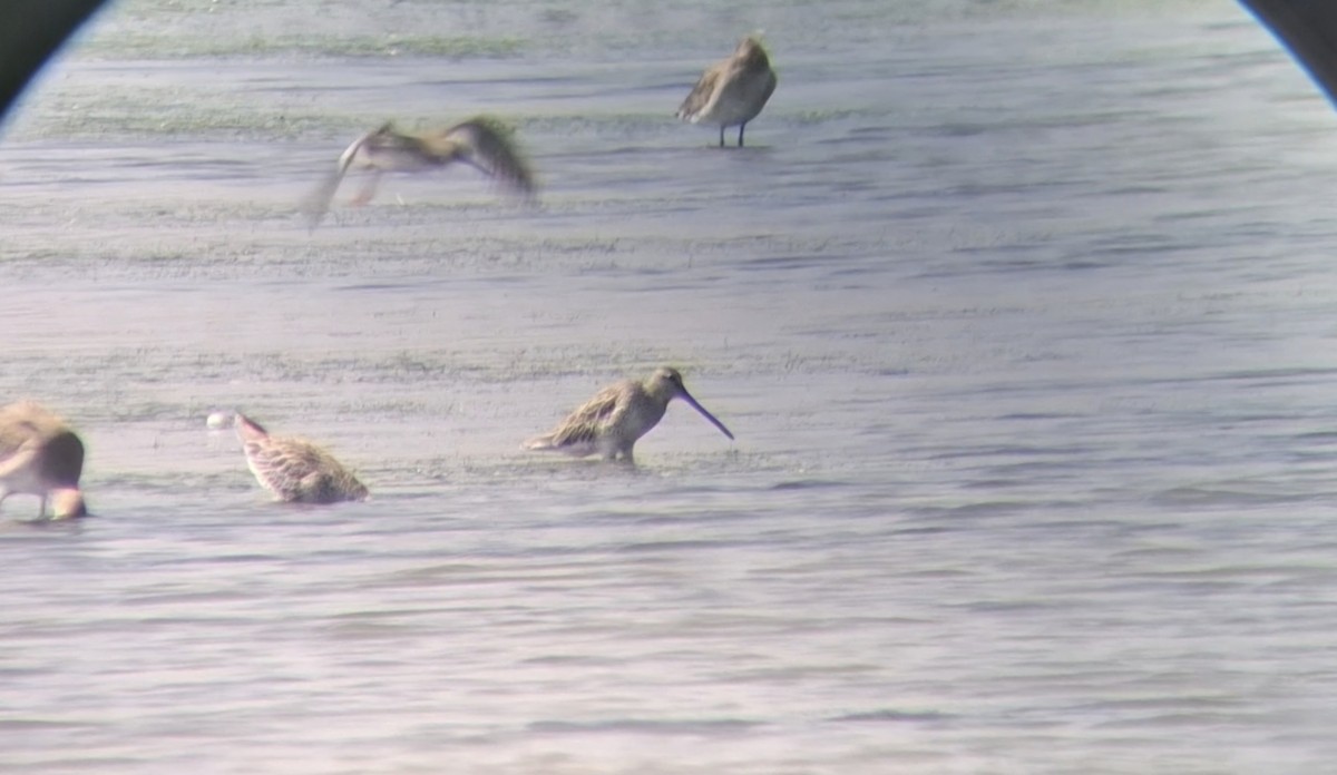 Asian Dowitcher - ML646447414