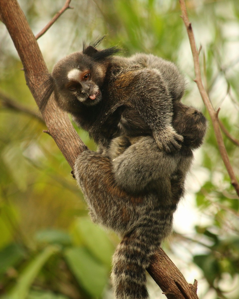 Atlantic Marmosets - ML646447416