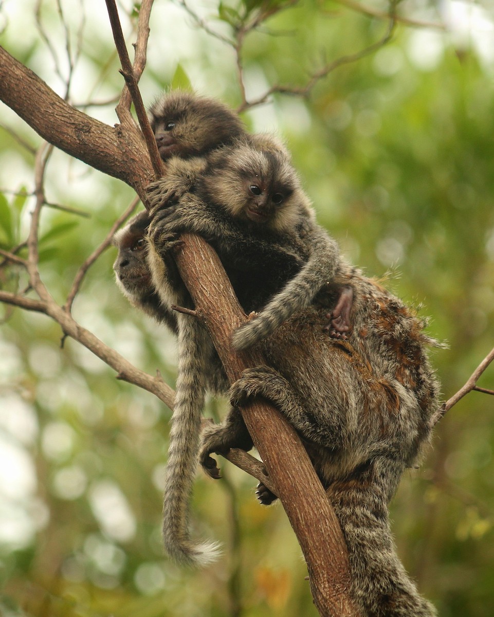 Atlantic Marmosets - ML646447417