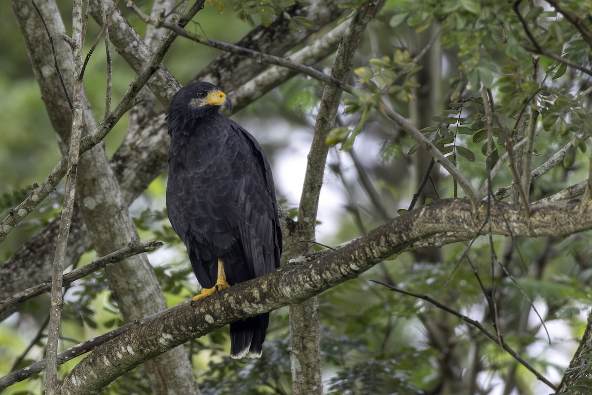 kullvåk - ML646447418