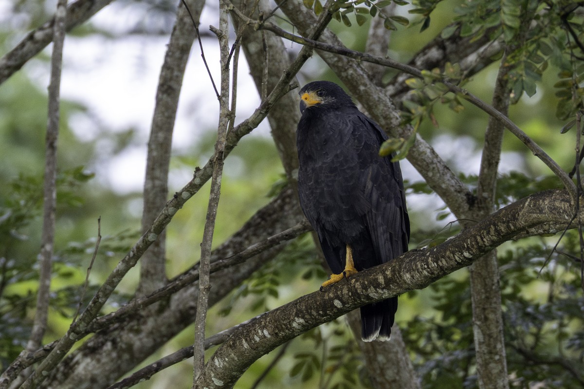 kullvåk - ML646447419