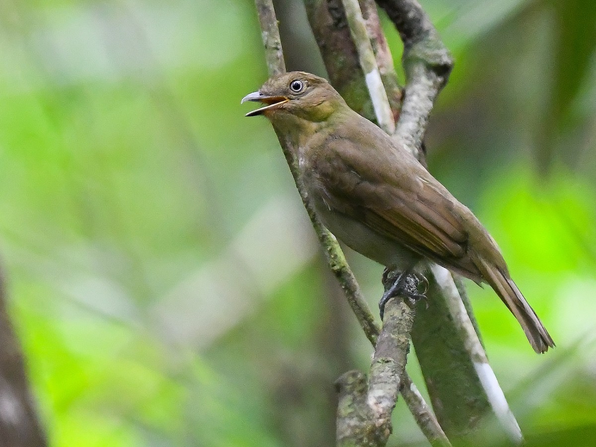 brundespot (wallacii) - ML646447420