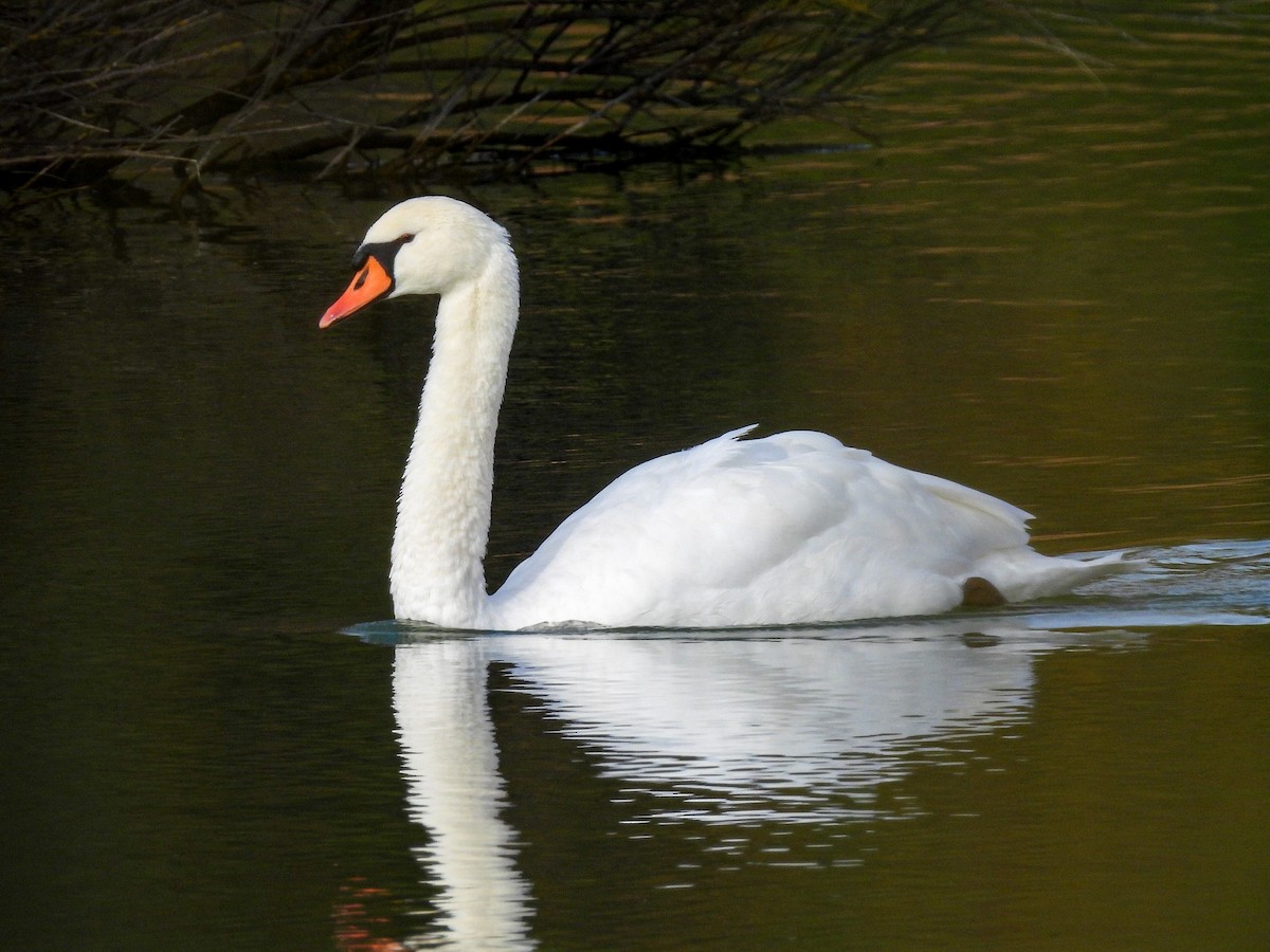 knoppsvane - ML646447421