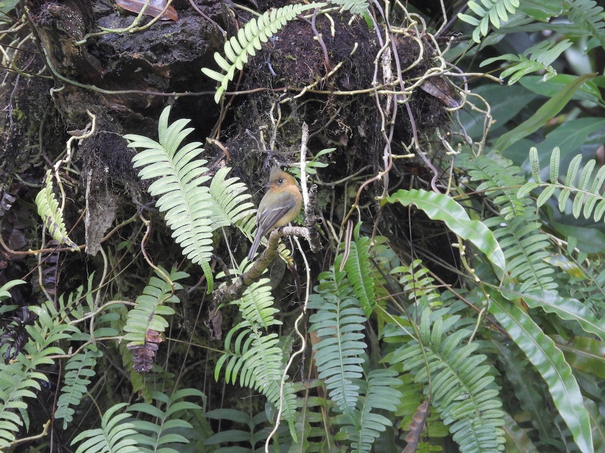 topptyrann - ML646447422