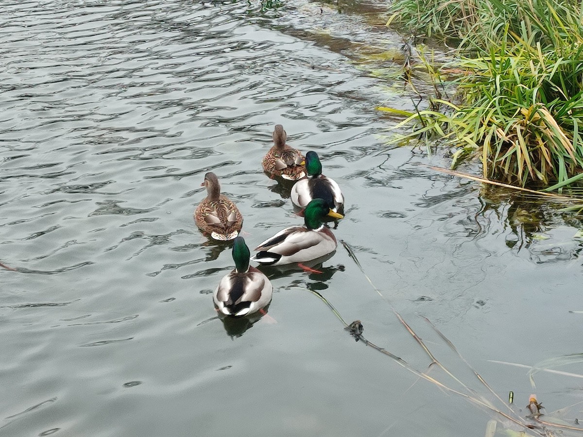 stokkand - ML646447424